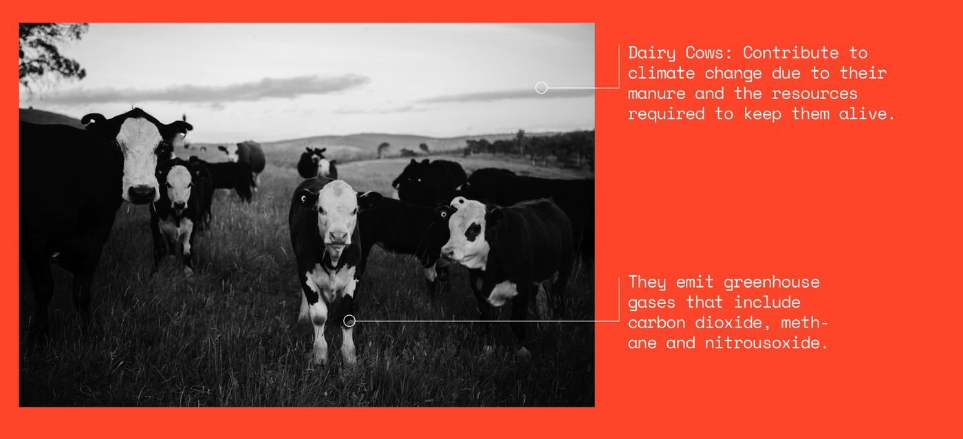 Dairy Cows contribute to climate change due to their manure and the resources required to keep them alive. As well they emit greenhouse gases including carbon dioxide, methane and nitrousoxide